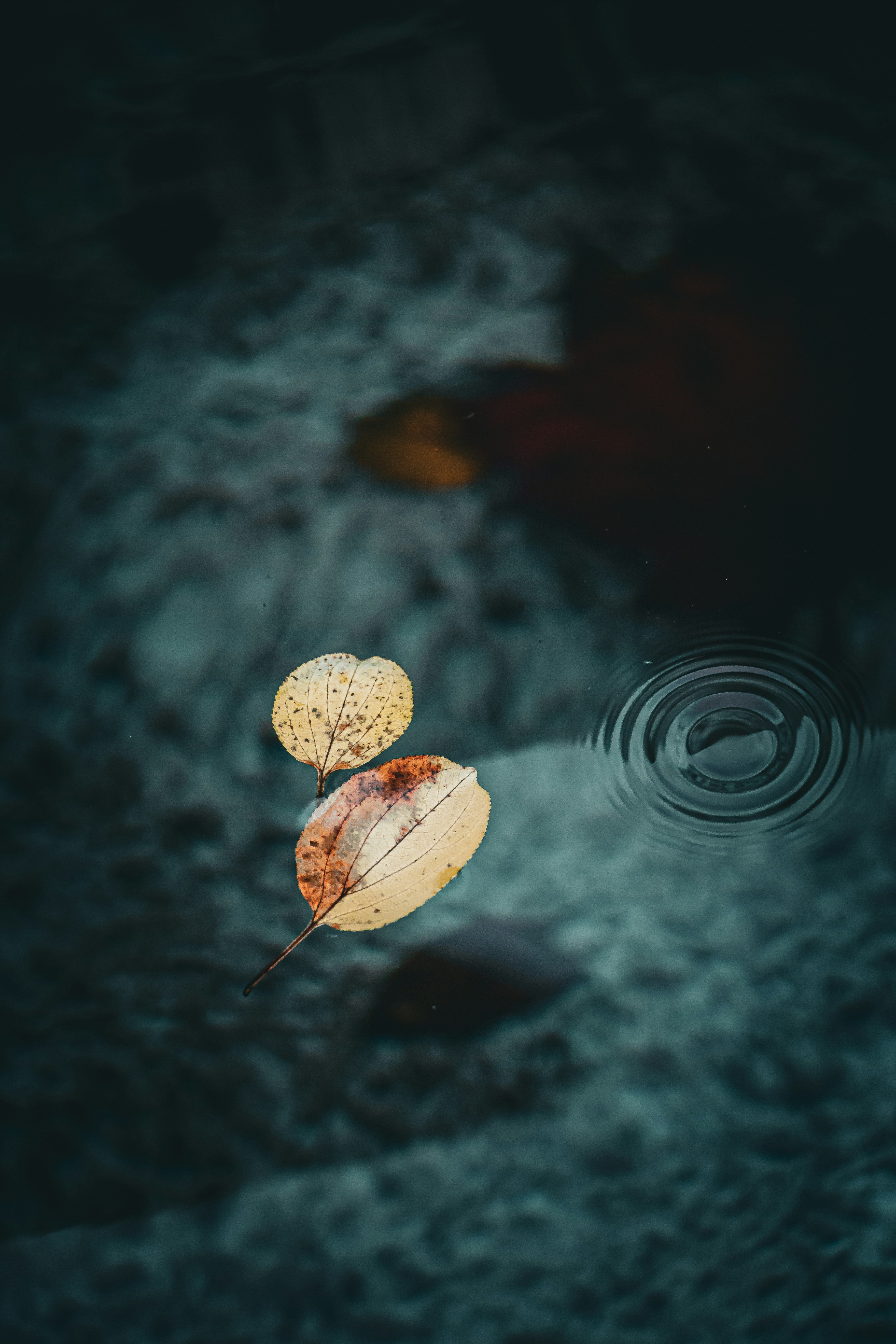 Calm reflective clinical-style image representing regulation and sensory support